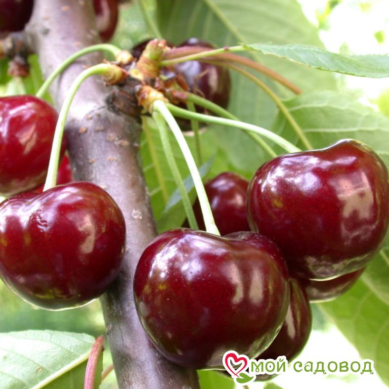 Вишня Осенняя Вировская