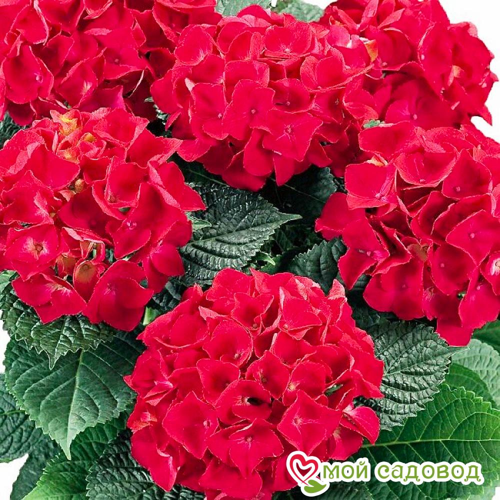 Гортензия крупнолистная Ред Барон ЗКС