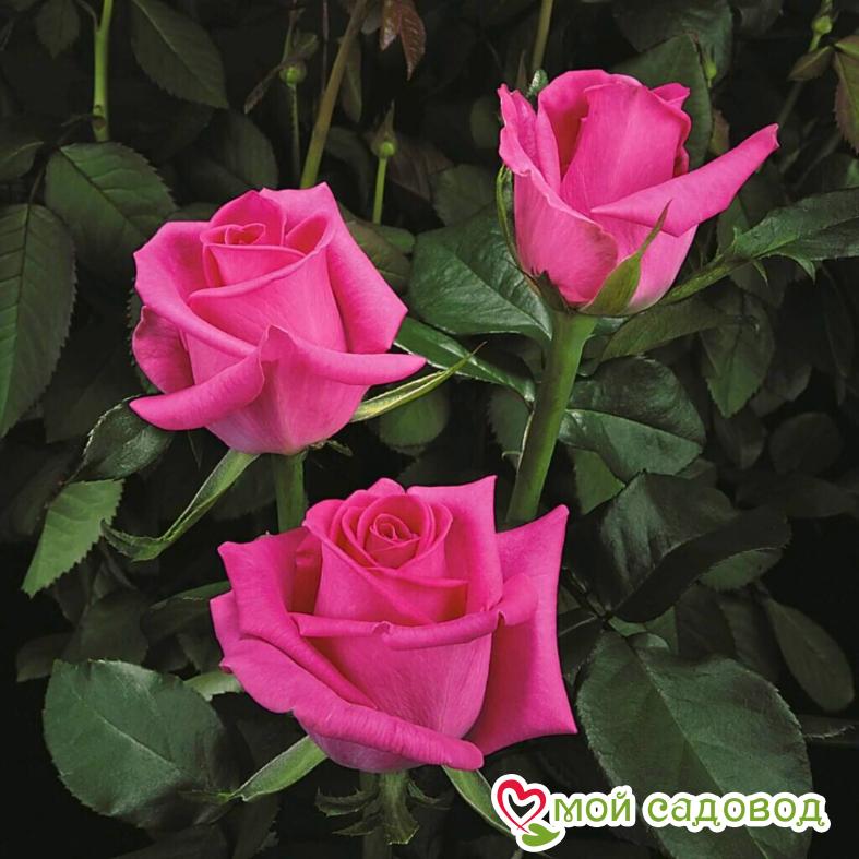 Роза Равель