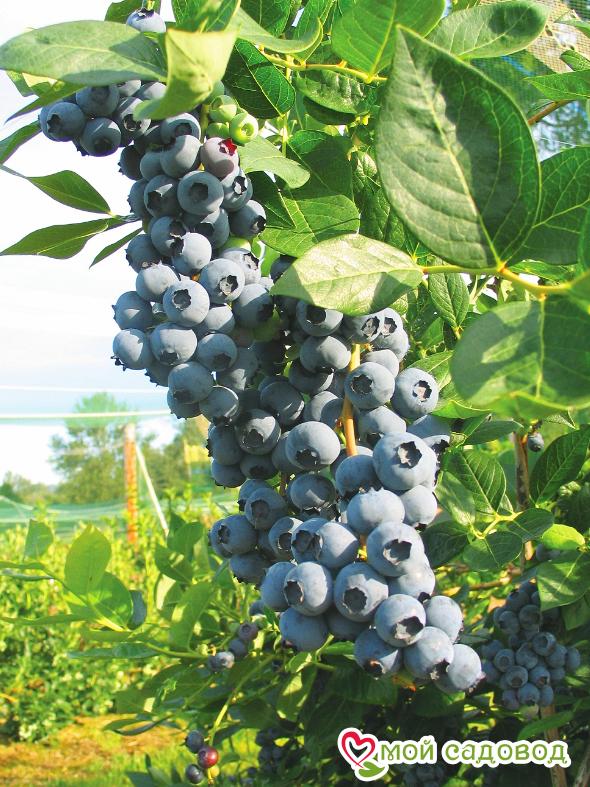 Голубика Дюк