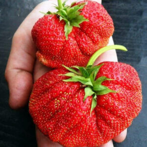 Саженцы клубники